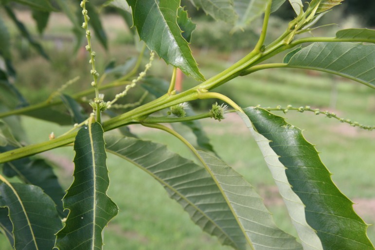 Marrone di Susa Chestnut tree