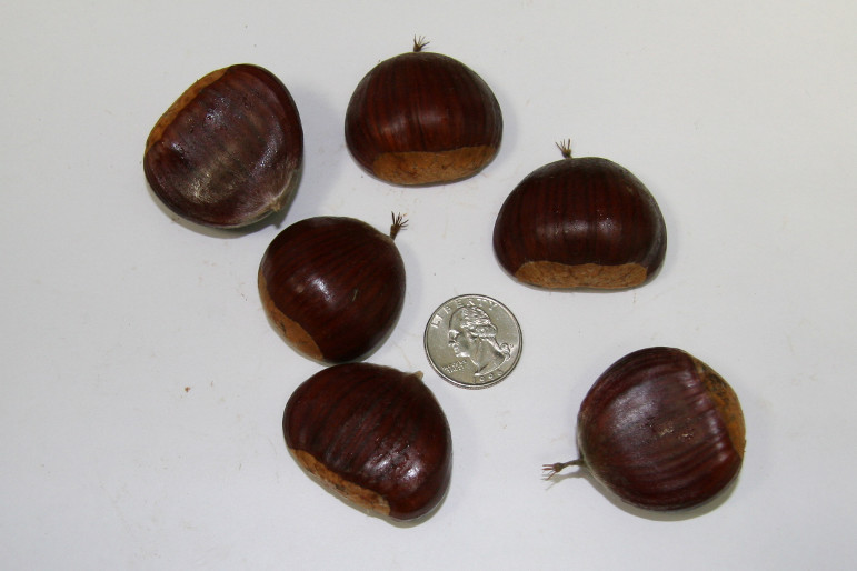Bouche de Betizac Chestnuts