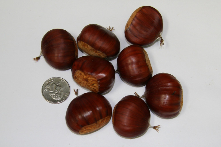 Belle Epine Chestnuts