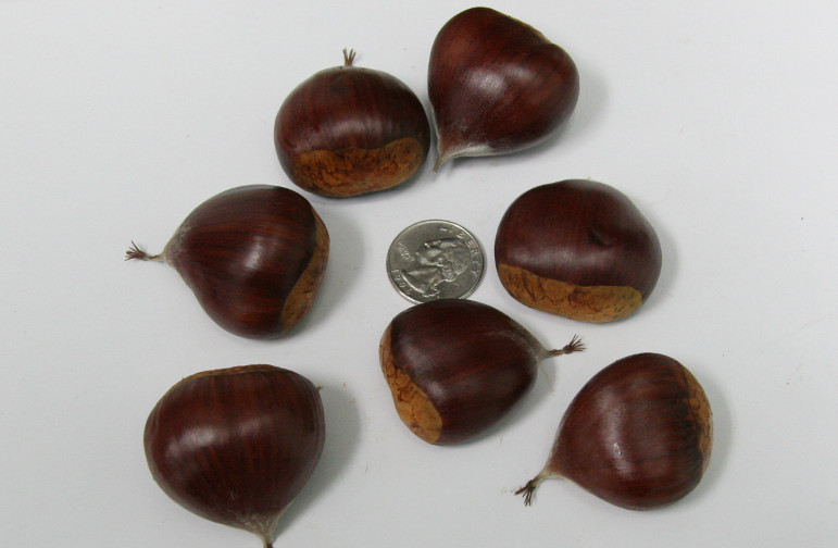 Colossal Chestnuts