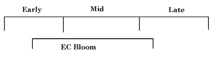 Chestnut Tree Bloom Time Line