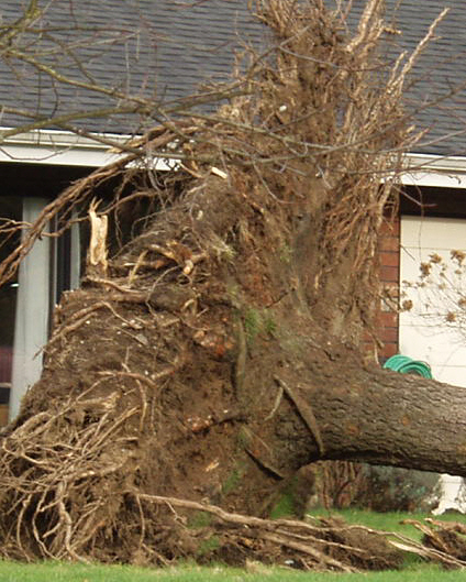 Tree with roots exposed