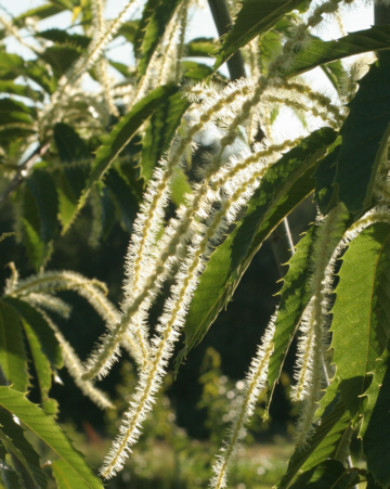 Chestnut trees in bloom
