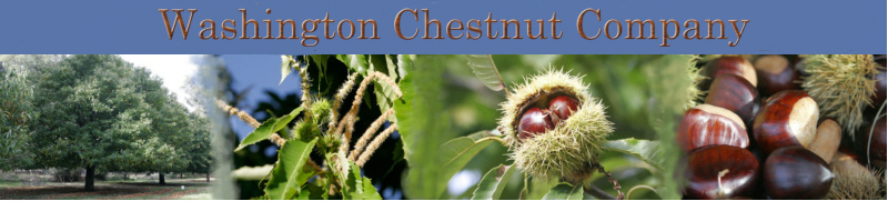 Chestnut Trees and Chestnuts