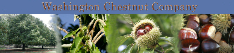 Fresh Chestnuts