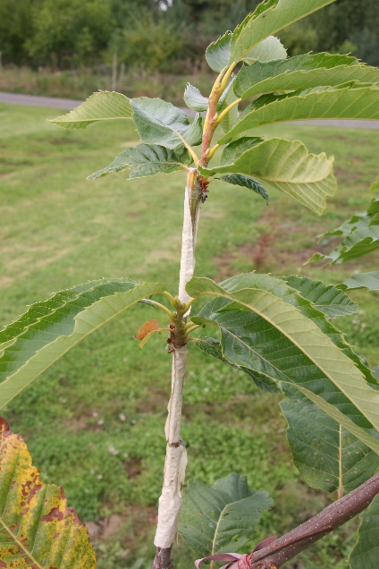 Successful Chestnut Graft