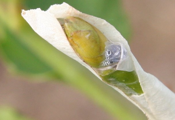 Chestnut Bud on Scion Wood