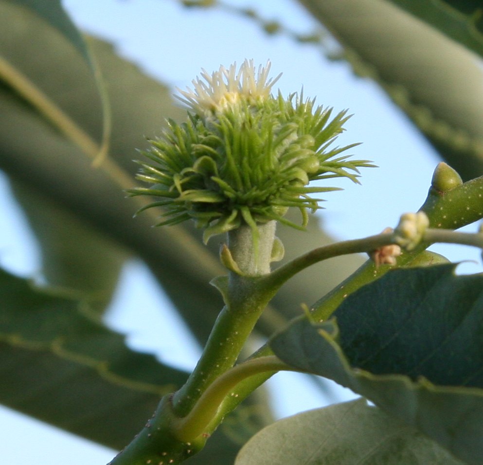 Colossal chestnut tree female flower