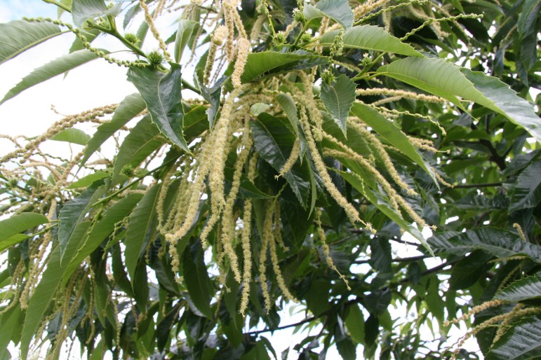 Chestnut tree showing healthy leaf