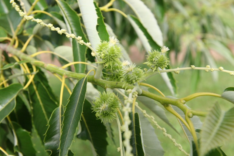 Colossal Chestnut tree