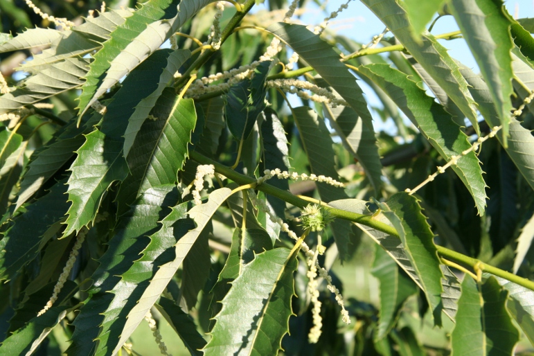 Colossal Chestnut tree