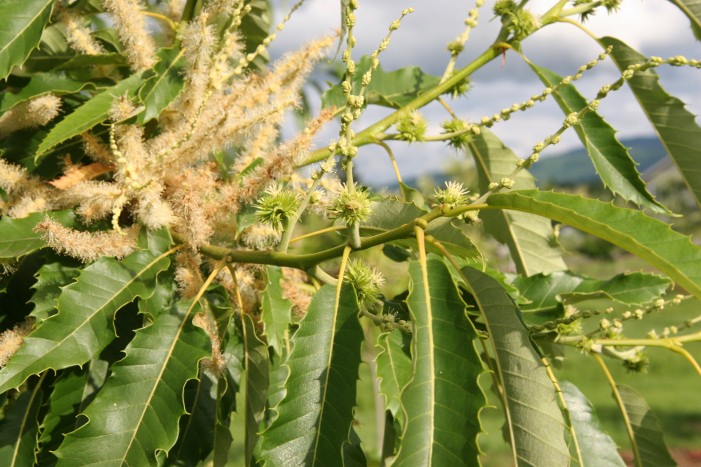 Regina Montis Chestnut tree