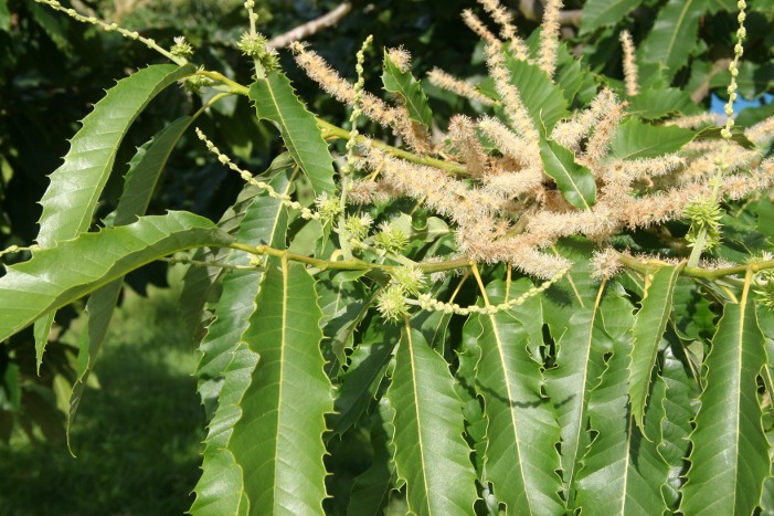 Regina Montis Chestnut tree