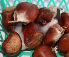 Chestnuts with molds growing