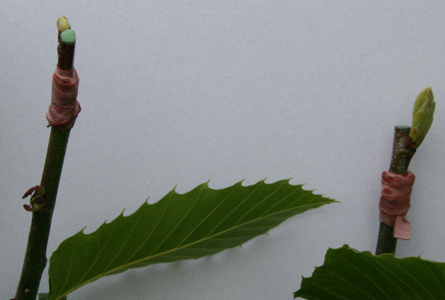 Two grafts on one chestnut seedling