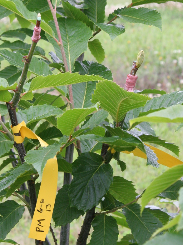 Chestnut seedling with 2 new grafts