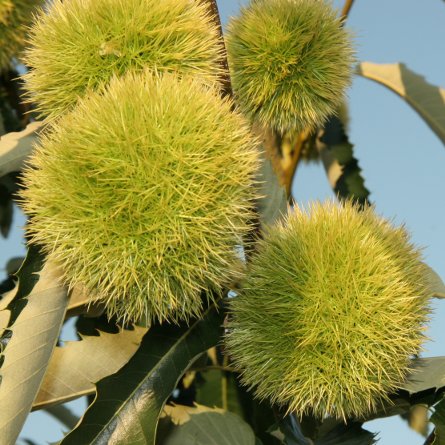 Chestnut tree with large burrs
