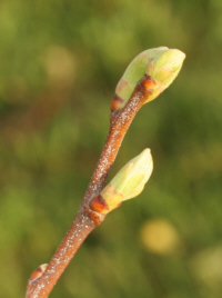 Chestnut tree budding out