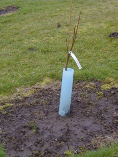 chestnut tree ing good soil