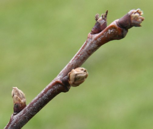 Photo 6: Dead chestnut tree bud, a result of root rot