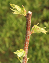 chestnut tree leafing out