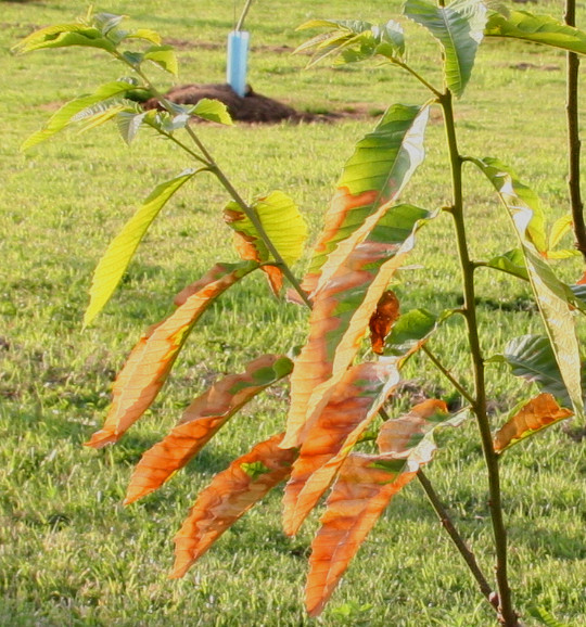 Chestnut tree with phytopthora decline