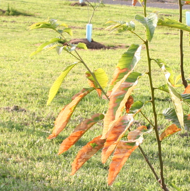 Chestnut tree with leaf die back