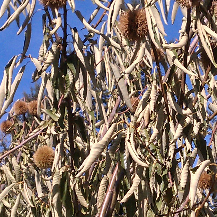 Chestnut tree stressed due to lack of water/drought