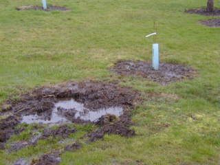 chestnut tree in wet soil